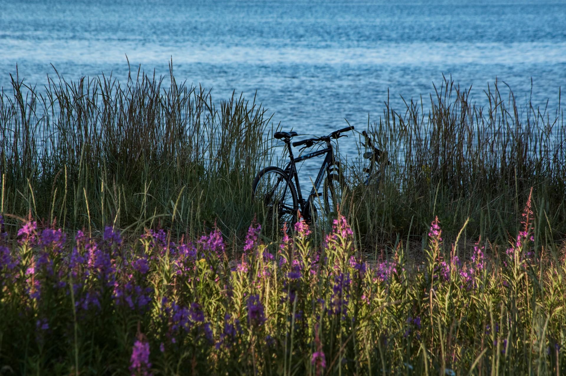 bicycle, norrland, sweden