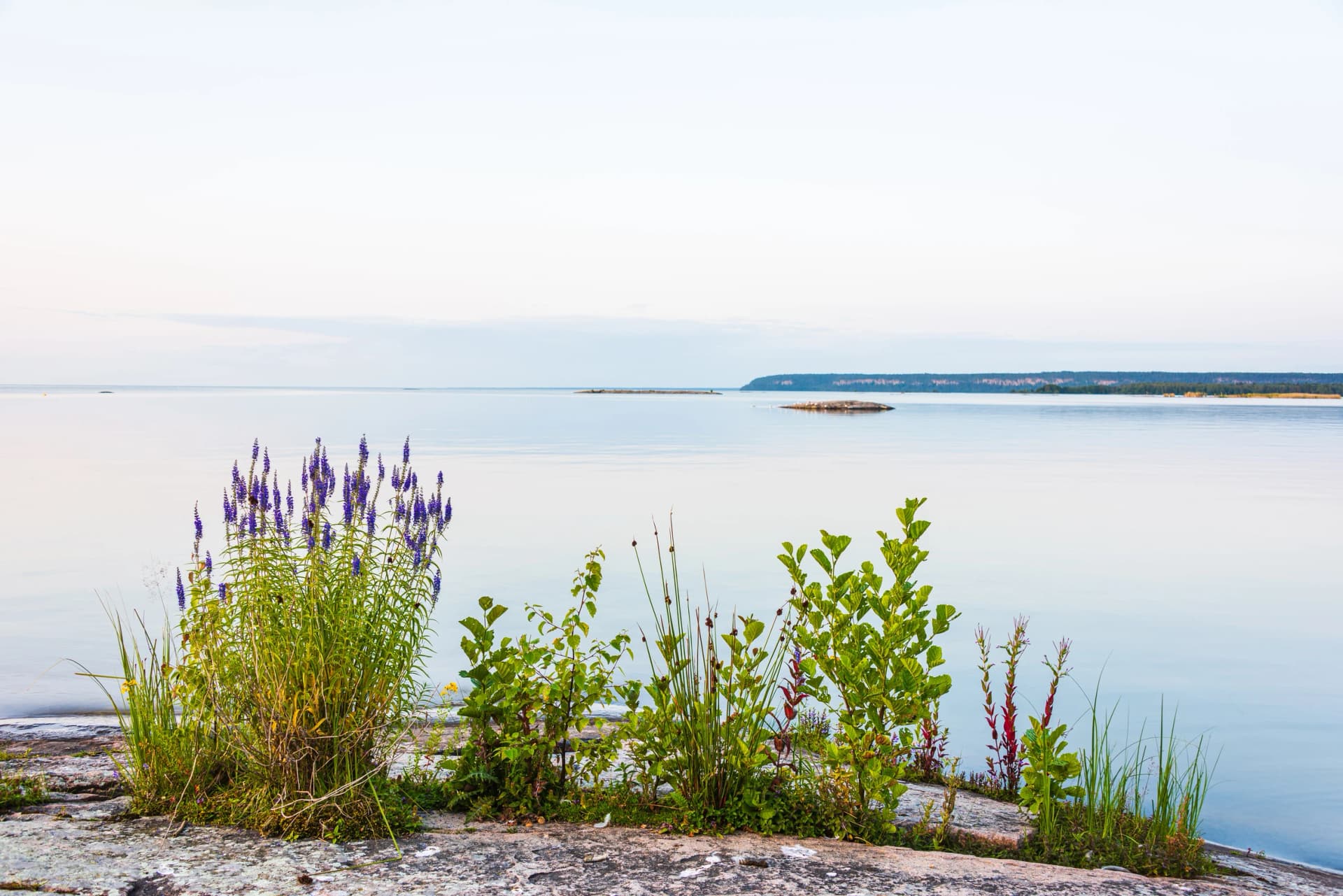 Flowers in front of still lake