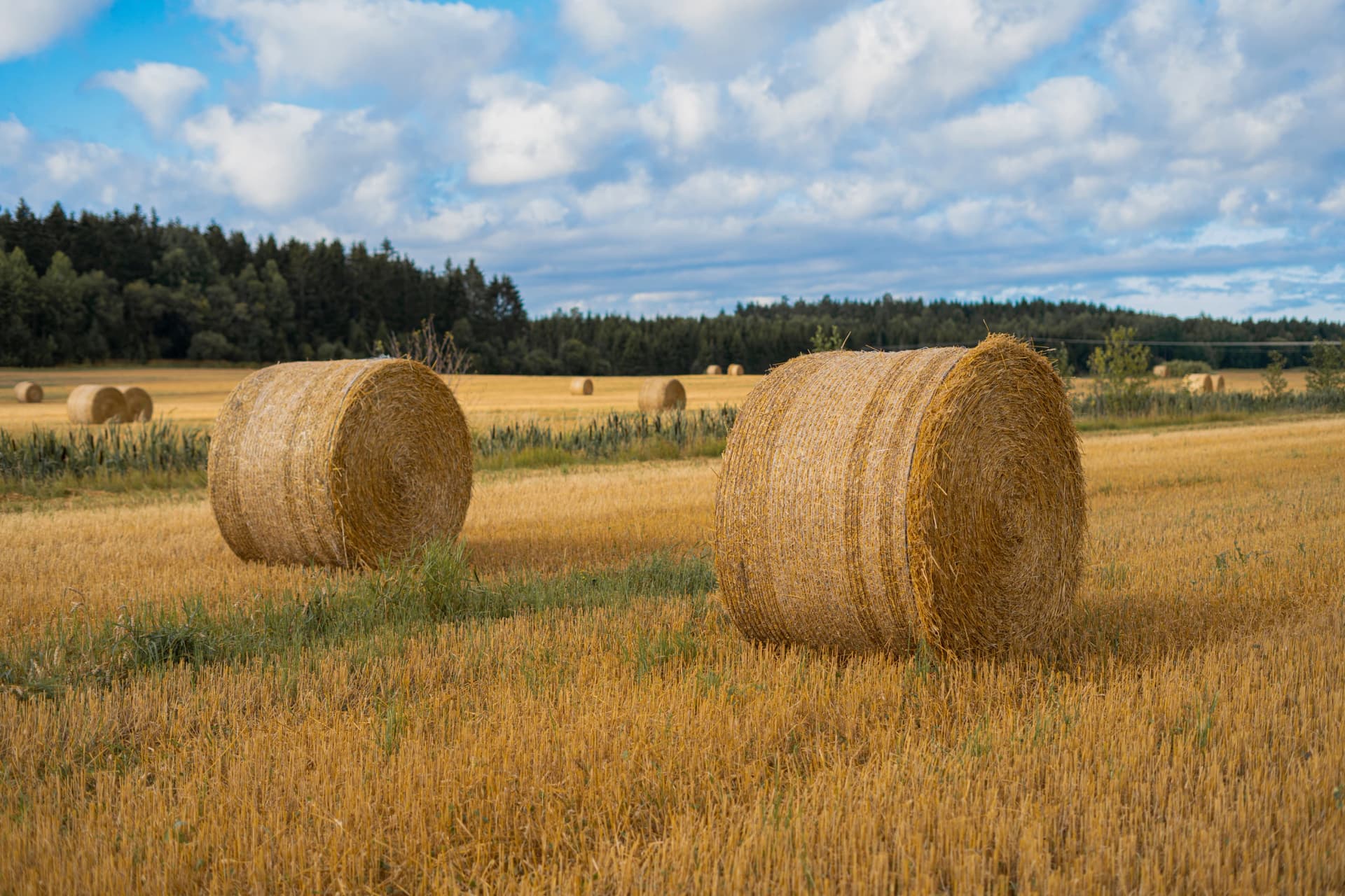 Large round hay bales rest in a harvested field surrounded by golden stubble. The bales are tightly packed and cylindrical, with a textured surface from the dried grass.