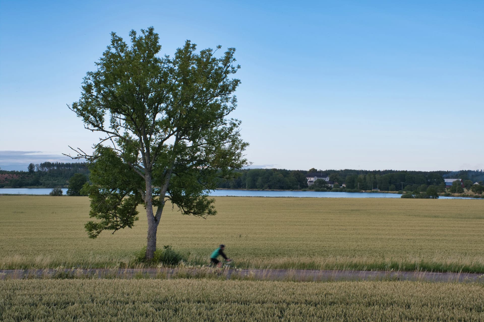 cyclist riding a country road surrounded by yellow fields and an oak tree behind it