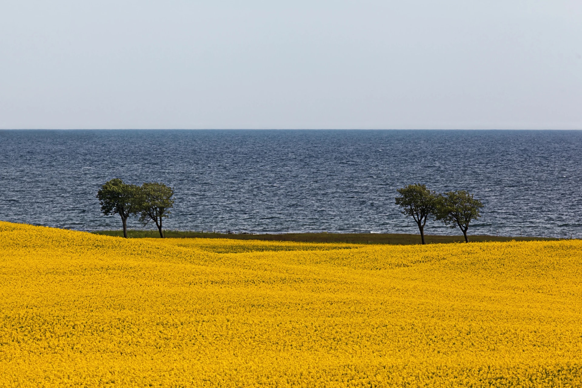 Rapeseed Field by the Ocean with Horizon in Osterlen Sweden