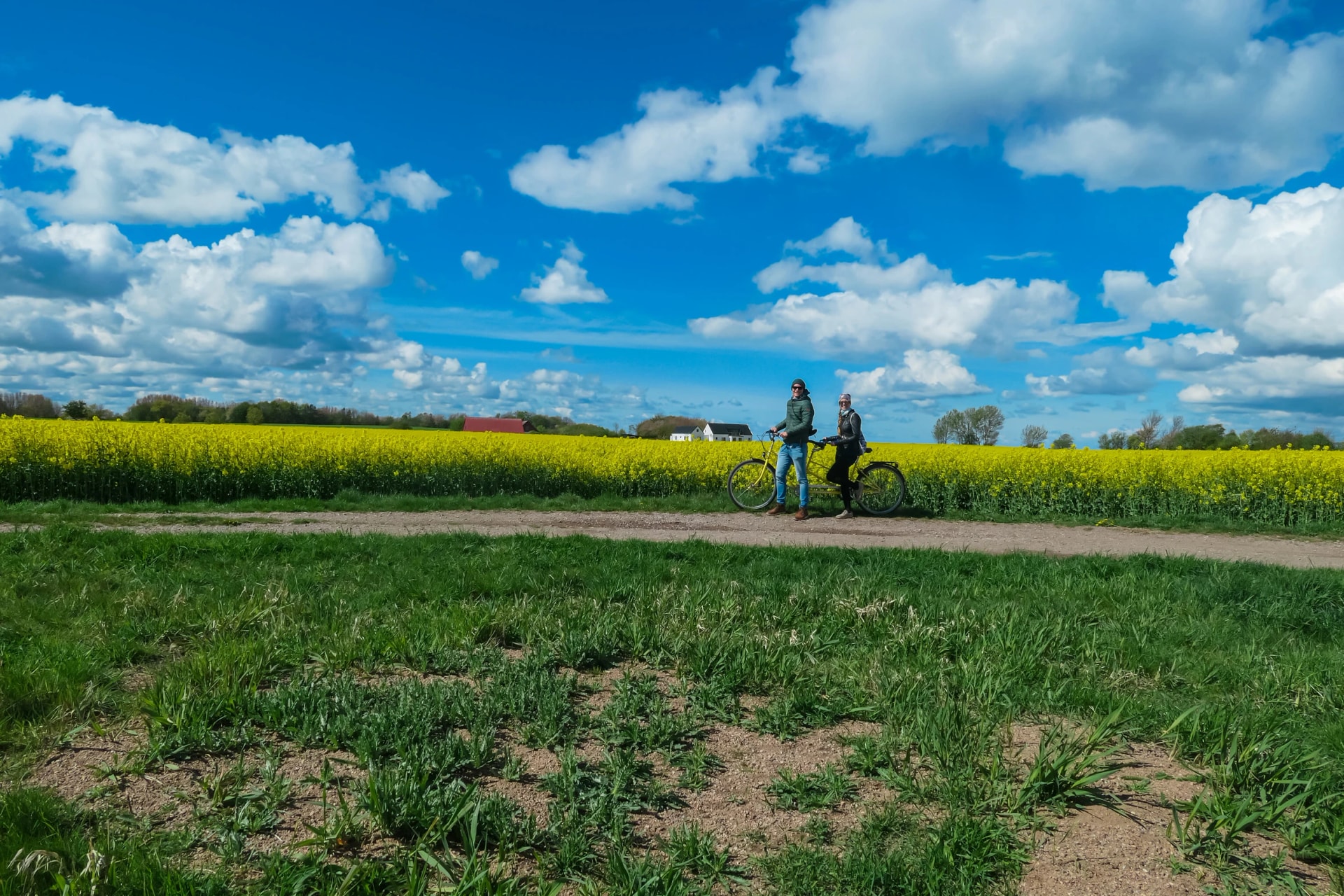 Couple stands with their yellow tandem bicycle on dirt path beside vast, blooming rapeseed field on Ven island, Sweden. Green grass gives way to vibrant yellow expanse under blue sky with white clouds
