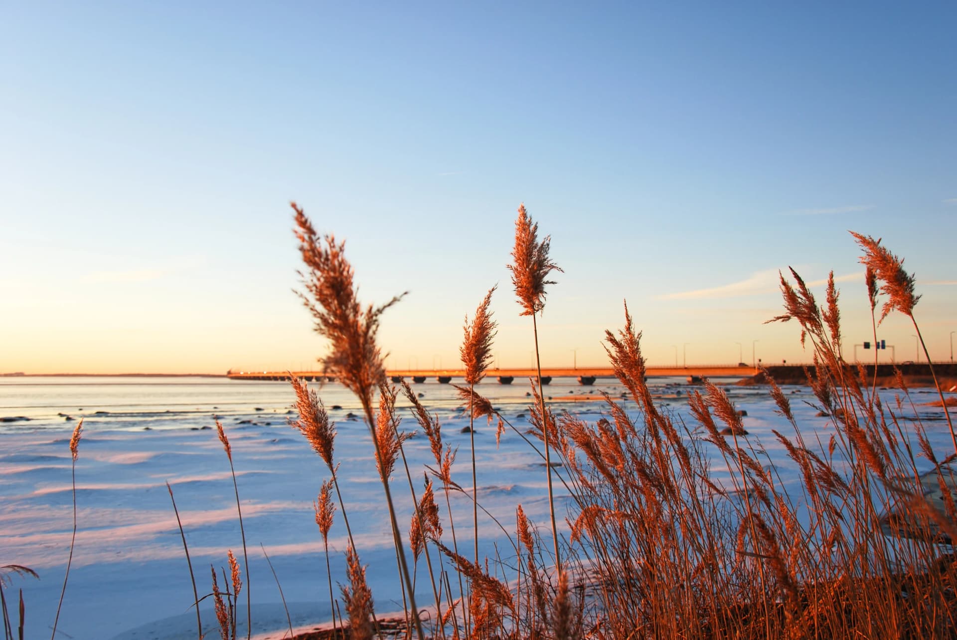 Fluffy reed flowers in front of the Oland Bridge in Sweden
