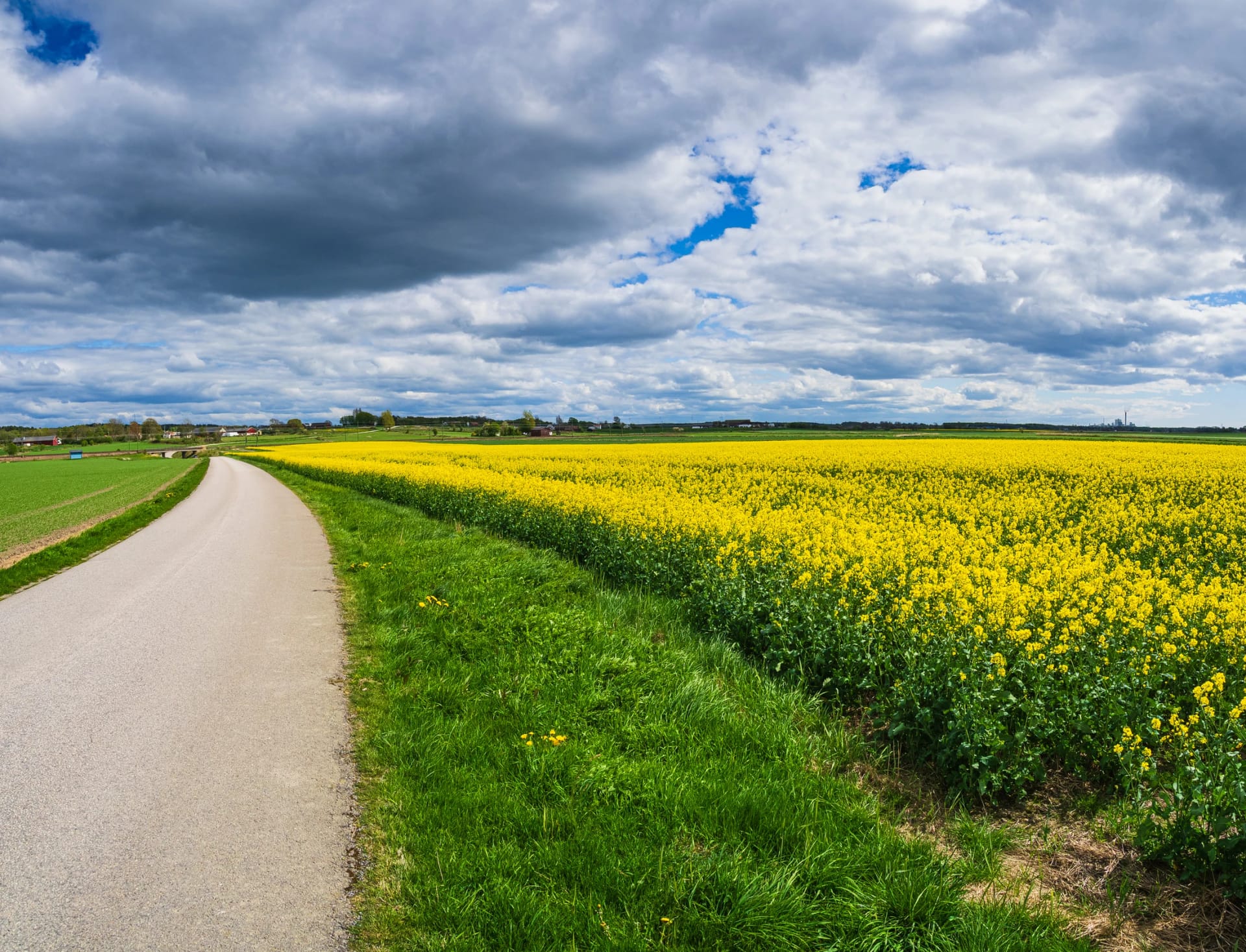 Yellow rape field alongside road on cycle path Kattegattleden in Sweden during a clear day with clouds